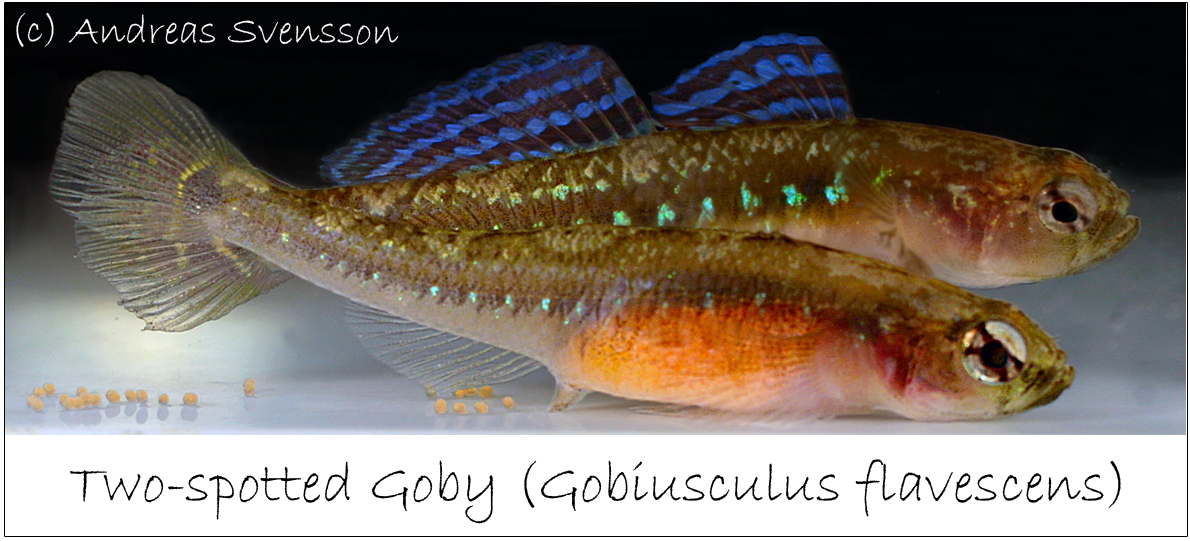 two spotted goby