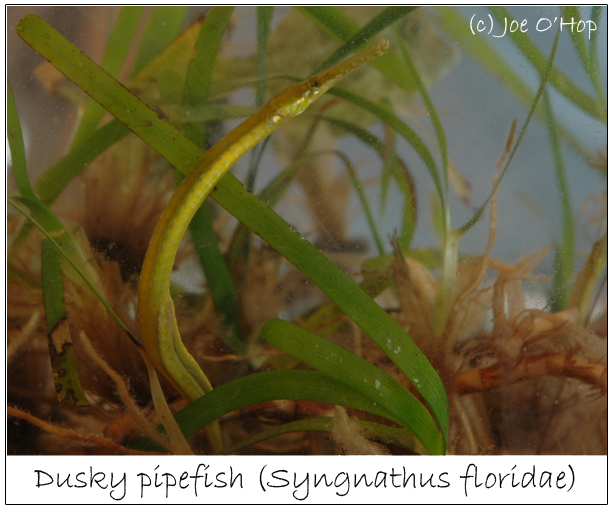 dusky pipefish