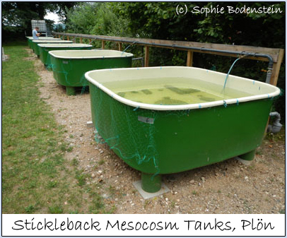 mesocosm tank